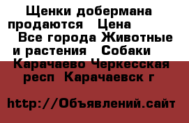 Щенки добермана  продаются › Цена ­ 45 000 - Все города Животные и растения » Собаки   . Карачаево-Черкесская респ.,Карачаевск г.